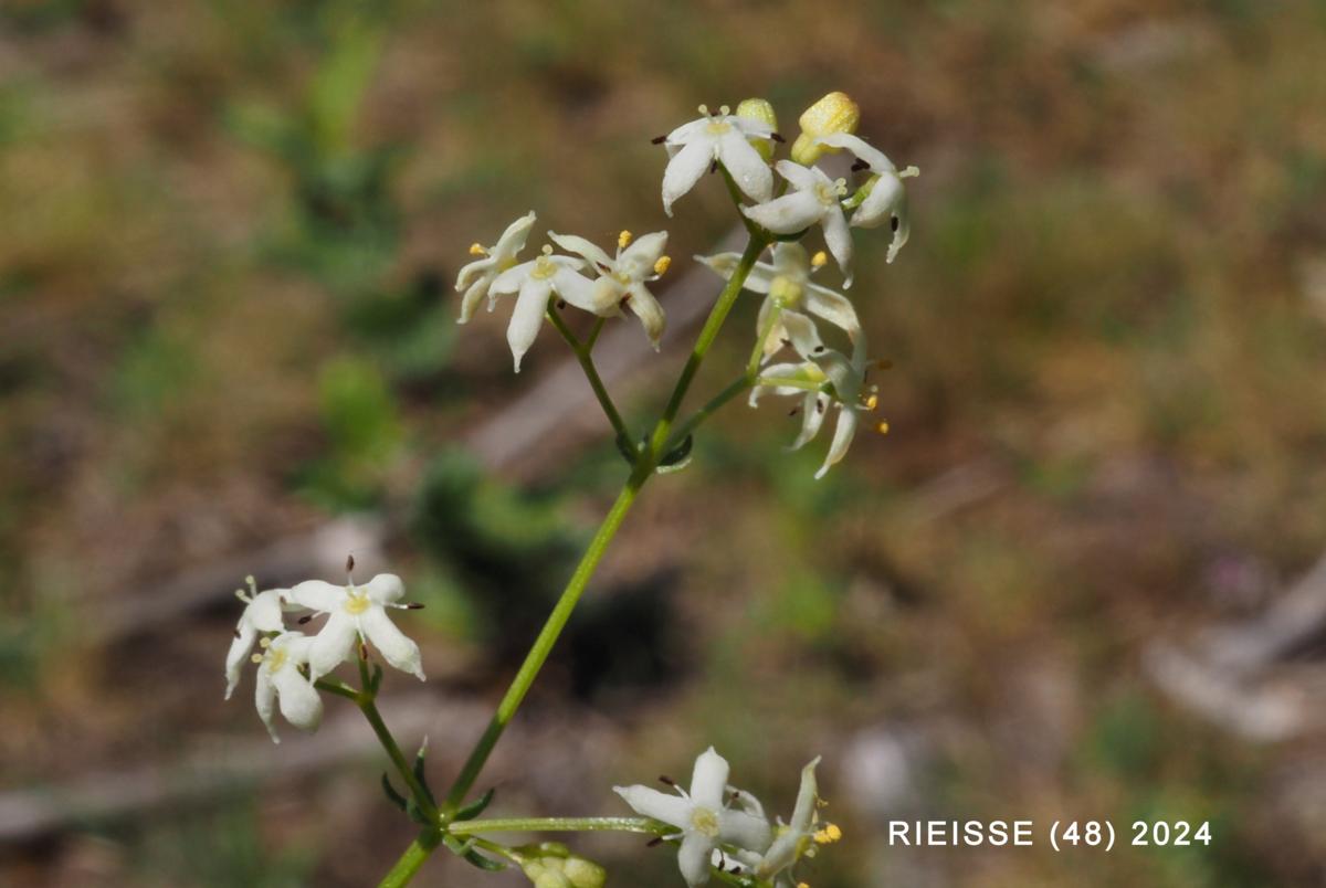 Bedstraw, (asparagus-leafed) flower